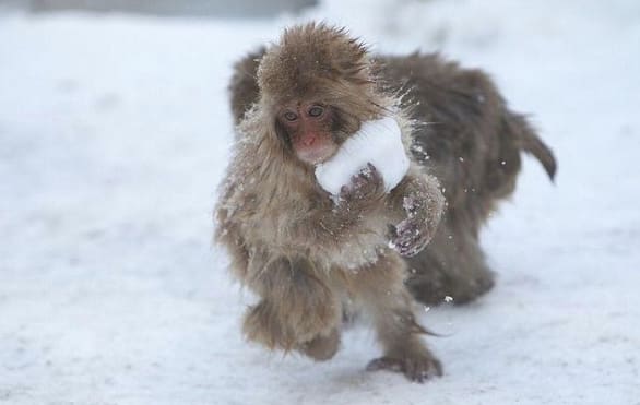 3- Young Japanese macaques make snowballs for fun.