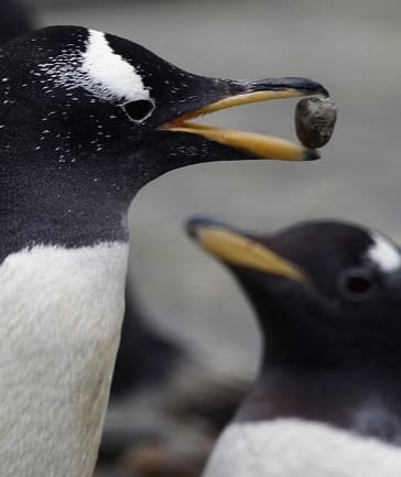 6- Gentoo penguins propose to their mates by giving them a pebble.