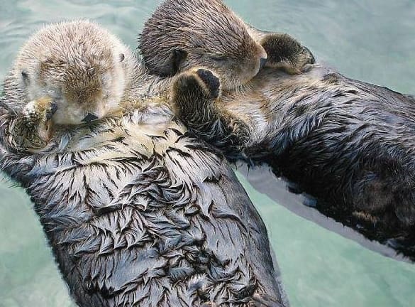 8- Otters hold hands while they sleep, so as not to lose each other.