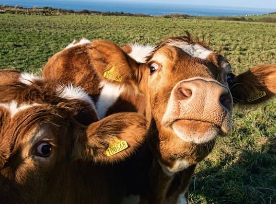 9- Cows have bros and spend most of their time together.