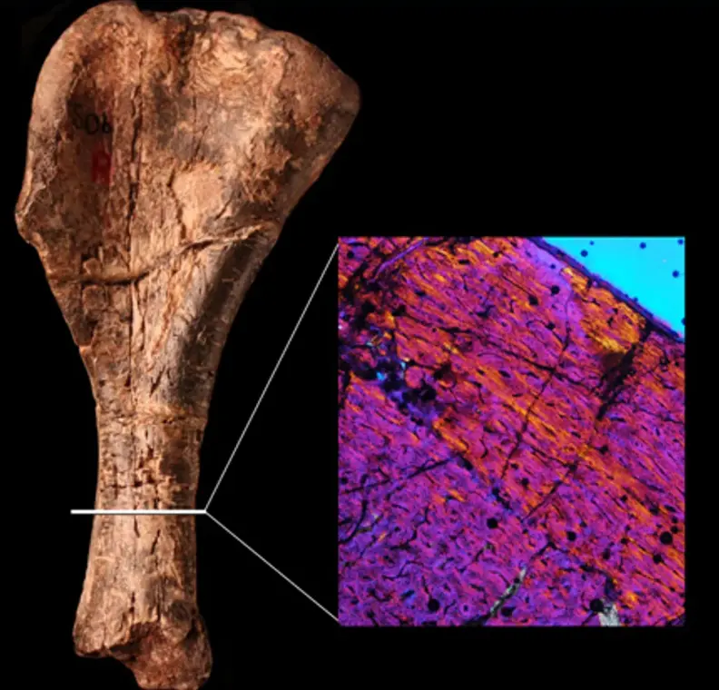 Oldest Dinosaur Fossil: How Far Back Do Dinosaurs Really Go? 1 Oldest Dinosaur Fossil