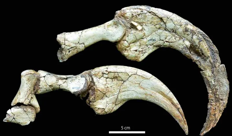 Terizinosaurs