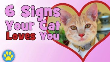 6 Signs Your Cat Loves You (Video)