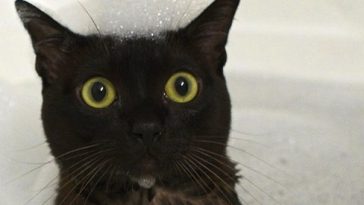 Best Cat Photos All Time (50 Photos)