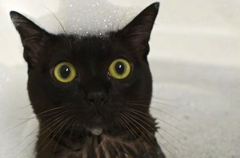 Best Cat Photos All Time (50 Photos)