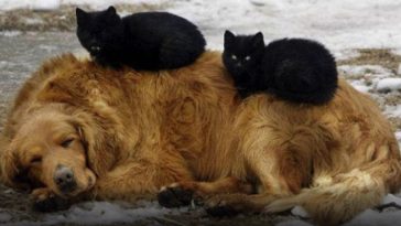 Cats Friendships With Dogs