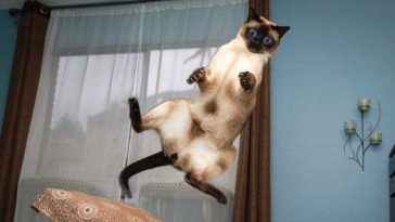 Flying Cats Around The Globe