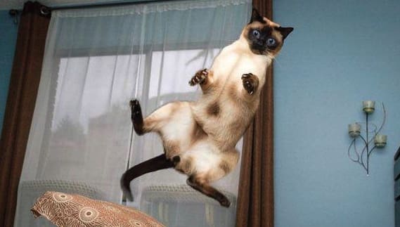 Flying Cats Around The Globe