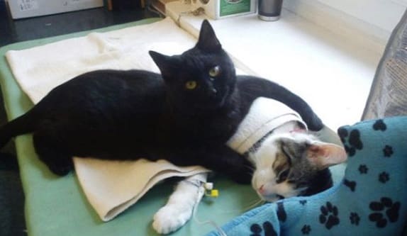 Nurse Cat Looks After Other Animals At Animal Shelter