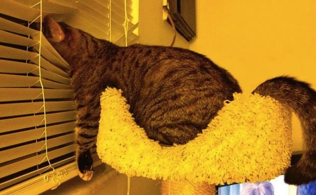 What these cats are doing? (16 photos)