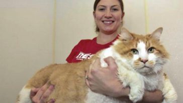 World’s Huge Cats (17 photos)