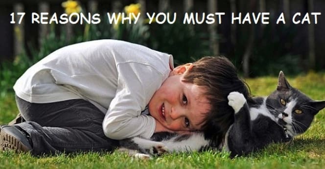 17 Reason that everybody must have a cat