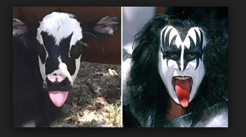 gene simmons  baby calf