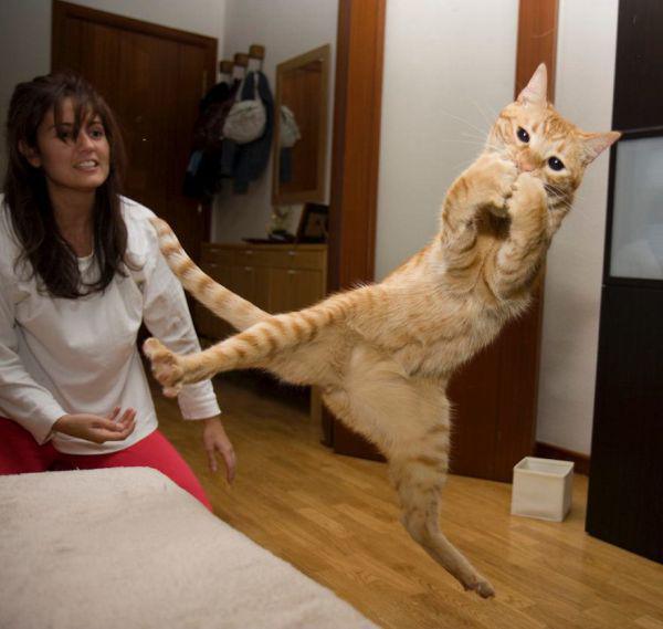 Flying Cats
