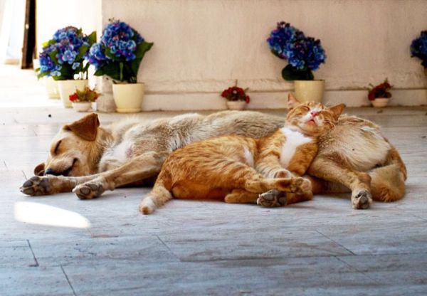 cats and dogs
