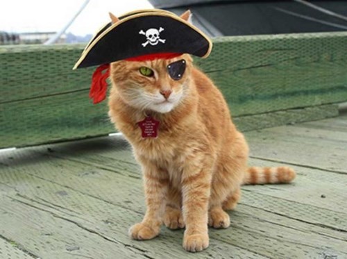 Best Cat Photos All Time (50 Photos) 51 1