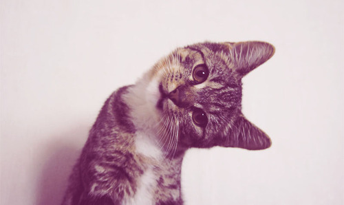 Best Cat Photos All Time (50 Photos) 40 10 2
