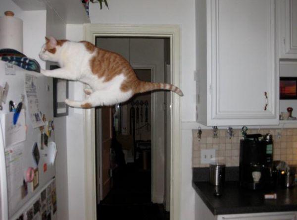 Flying Cats