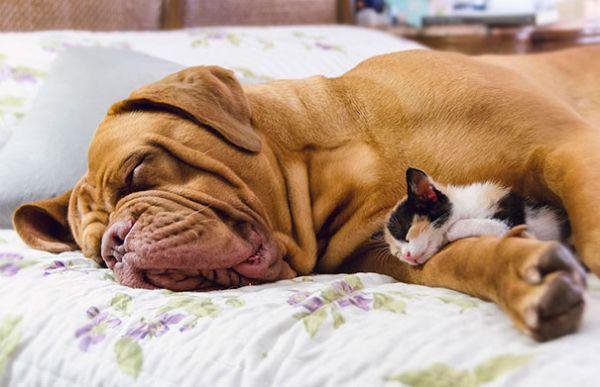 cats and dogs