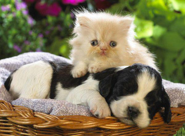 cats and dogs