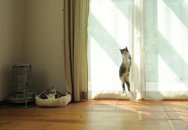 Flying Cats