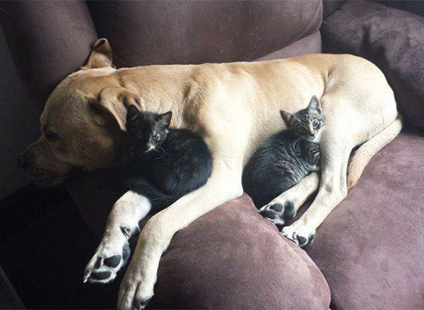 cats and dogs