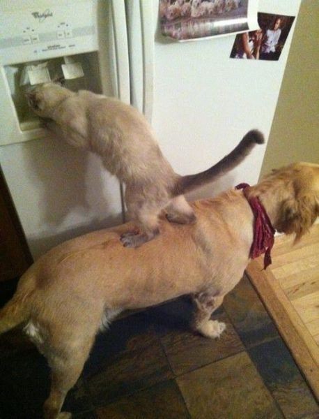 Best Cat Photos All Time (50 Photos) 38 12