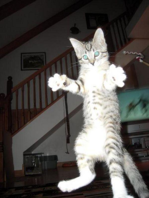 Flying Cats