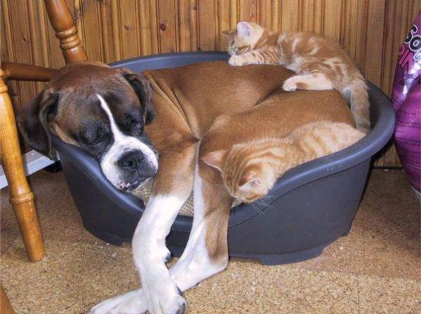 cats and dogs