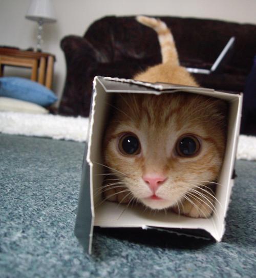 Best Cat Photos All Time (50 Photos) 37 13