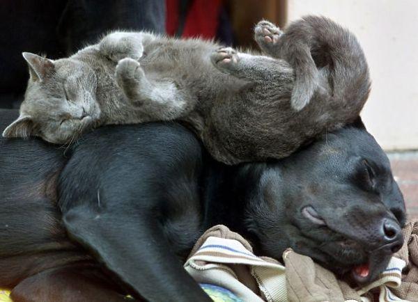 cats and dogs