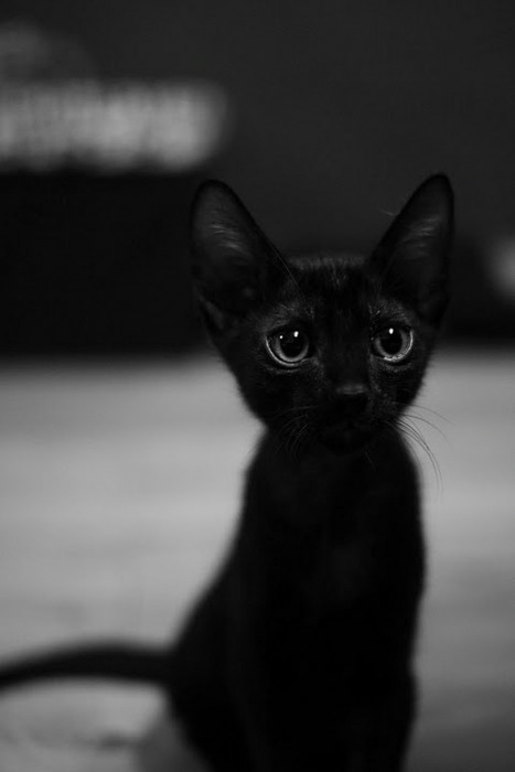 Best Cat Photos All Time (50 Photos) 36 14