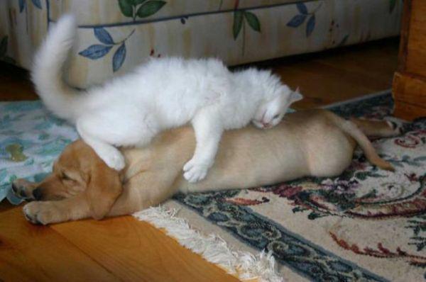 cats and dogs