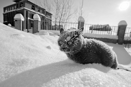 Best Cat Photos All Time (50 Photos) 35 15
