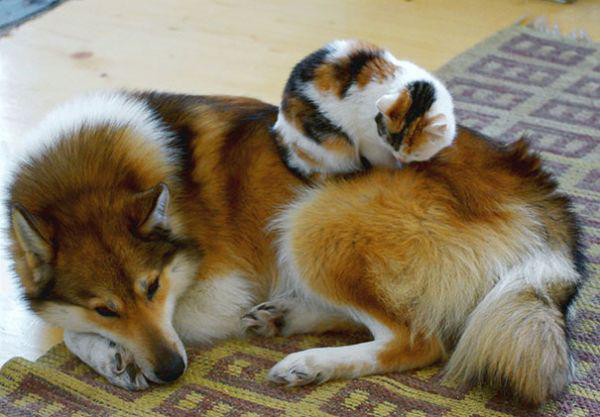 cats and dogs