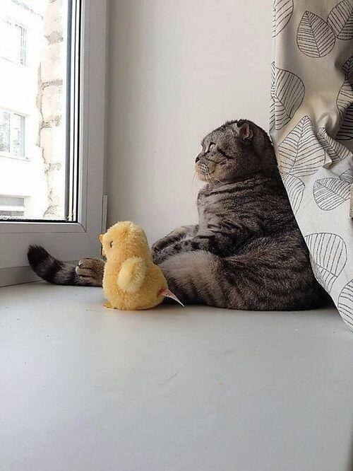 Best Cat Photos All Time (50 Photos) 34 16