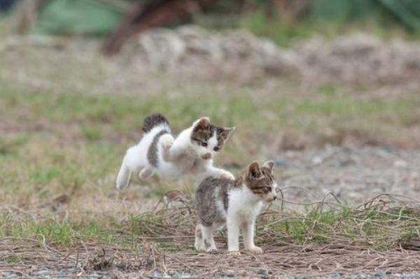 Flying Cats
