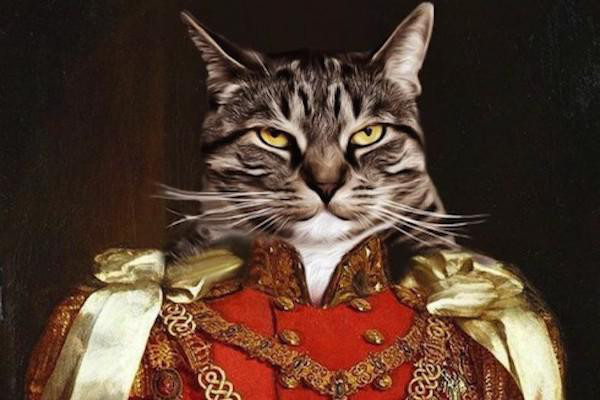noble cats