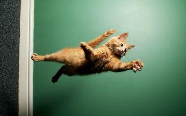 Flying Cats