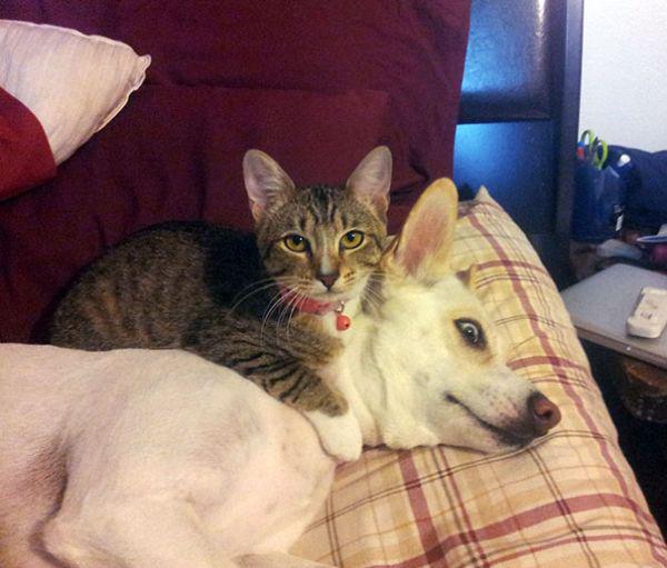 cats and dogs