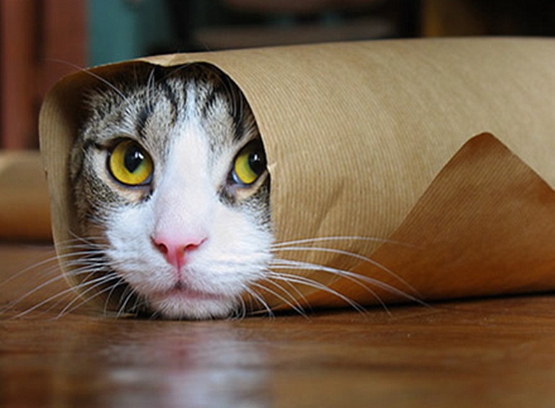 Best Cat Photos All Time (50 Photos) 32 18