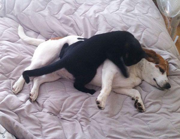 cats and dogs