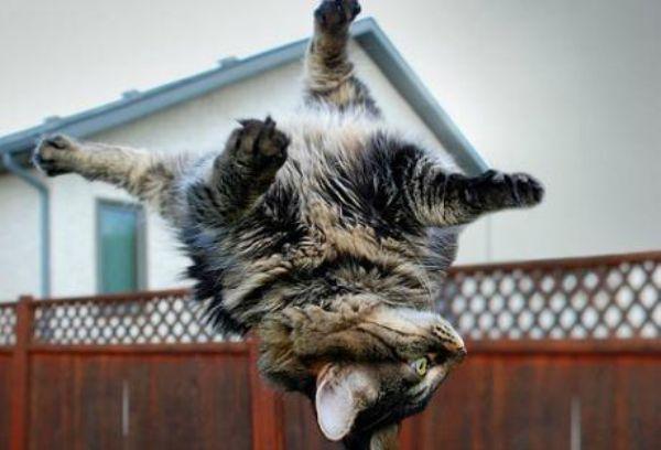 Flying Cats