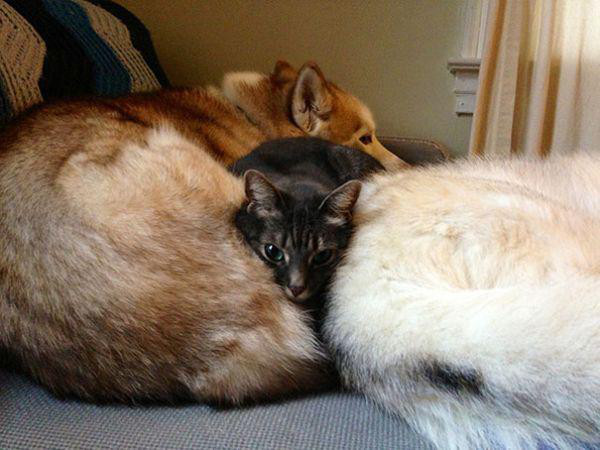 cats and dogs