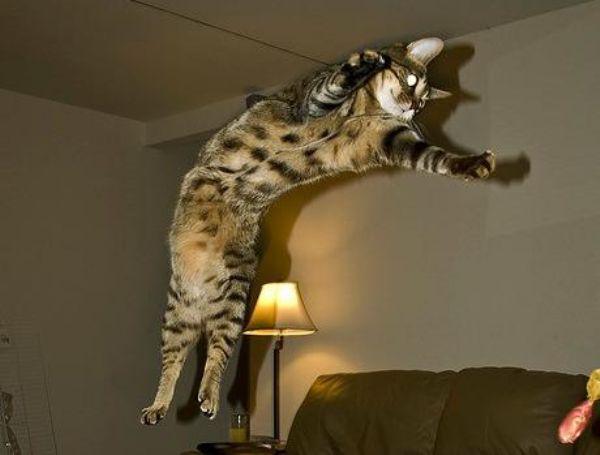 Flying Cats