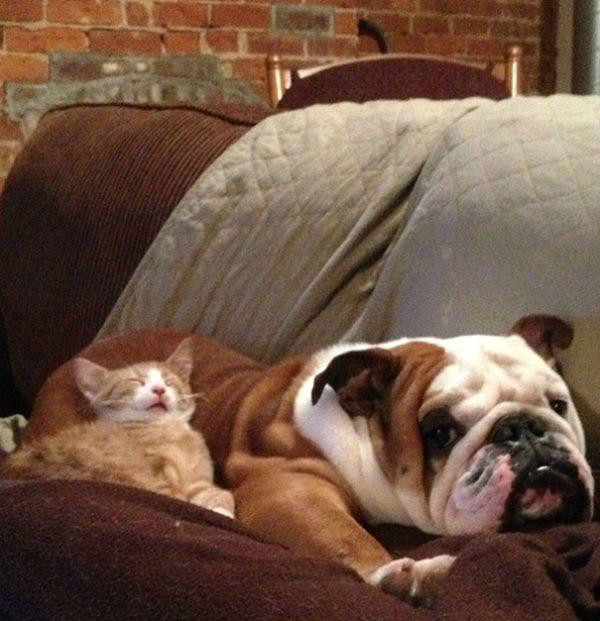 cats and dogs