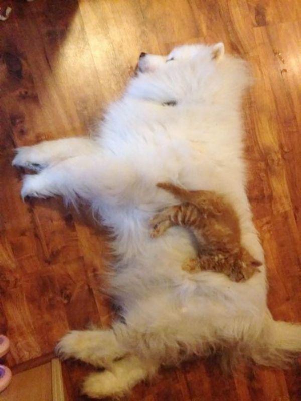 cats and dogs