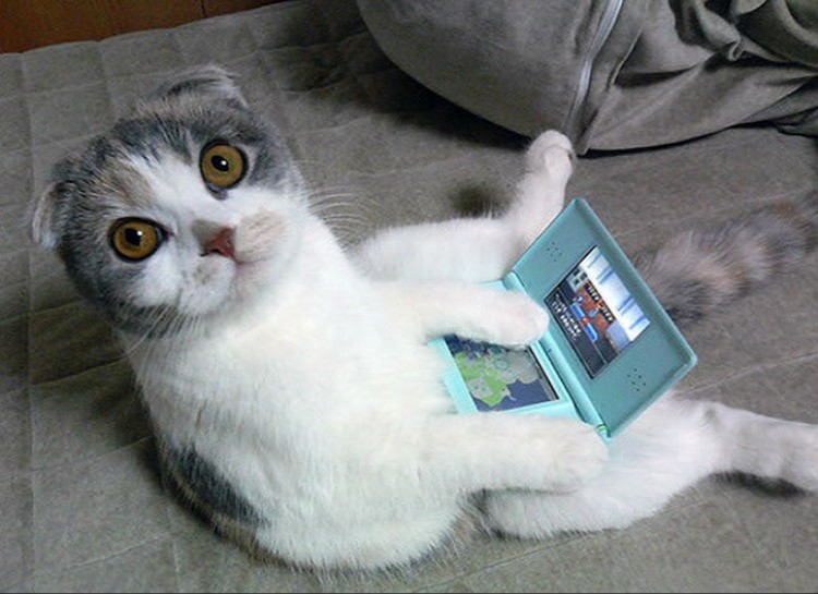 Best Cat Photos All Time (50 Photos) 31 21