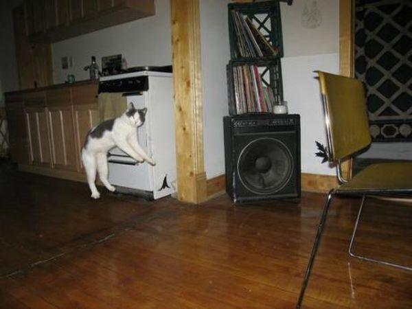 Flying Cats