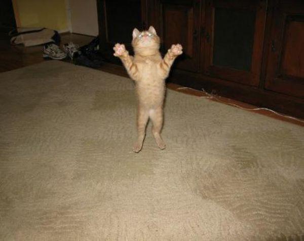 Flying Cats